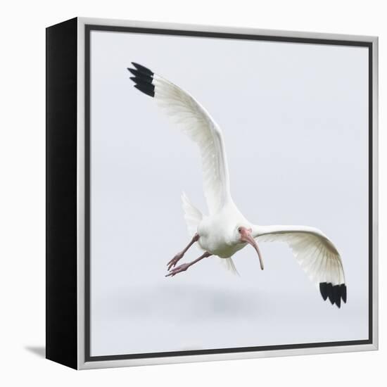 Soaring Far-Wink Gaines-Framed Stretched Canvas