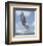 Soaring High-Todd Telander-Framed Art Print