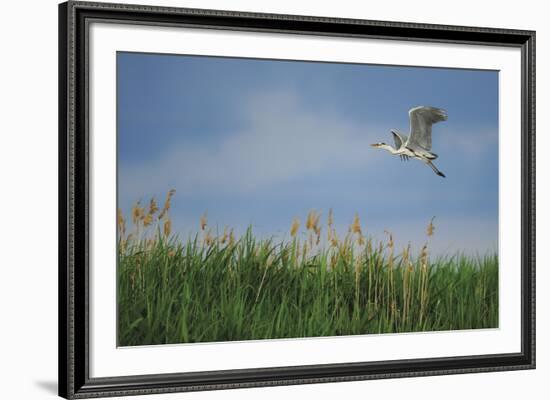 Soaring Upwards-Staffan Widstrand-Framed Giclee Print