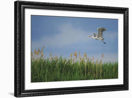 Soaring Upwards-Staffan Widstrand-Framed Giclee Print