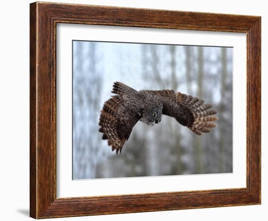 Soaring-Peter Stahl-Framed Photographic Print