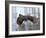 Soaring-Peter Stahl-Framed Photographic Print