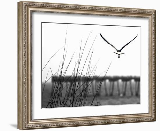 Soaring-Karen Williams-Framed Photographic Print