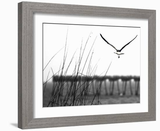 Soaring-Karen Williams-Framed Photographic Print