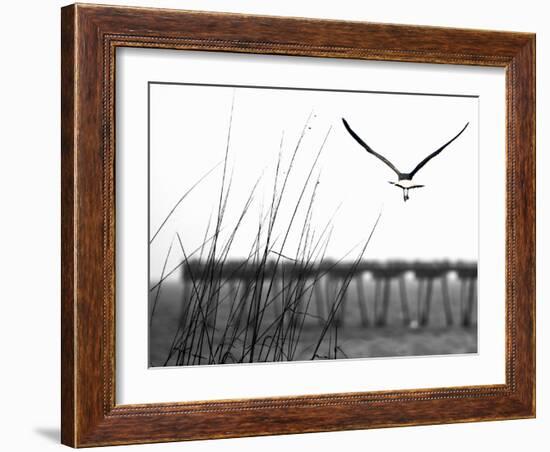 Soaring-Karen Williams-Framed Photographic Print