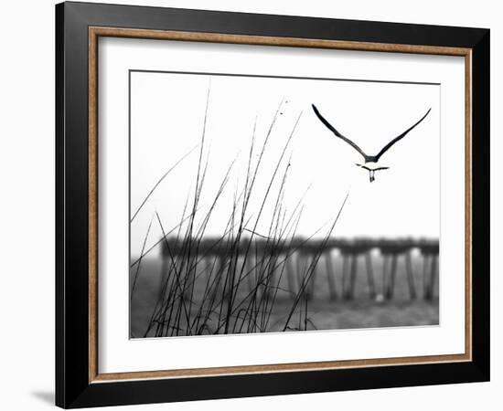 Soaring-Karen Williams-Framed Photographic Print