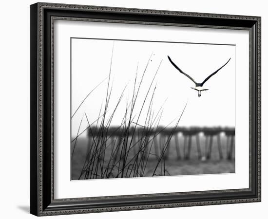 Soaring-Karen Williams-Framed Photographic Print