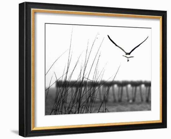 Soaring-Karen Williams-Framed Photographic Print