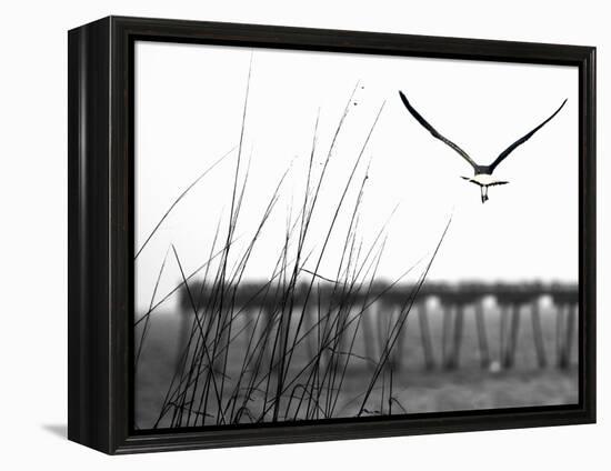 Soaring-Karen Williams-Framed Premier Image Canvas