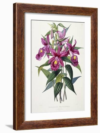 Sobralia Macrantha, C.1837-43-Sarah Ann Drake-Framed Giclee Print