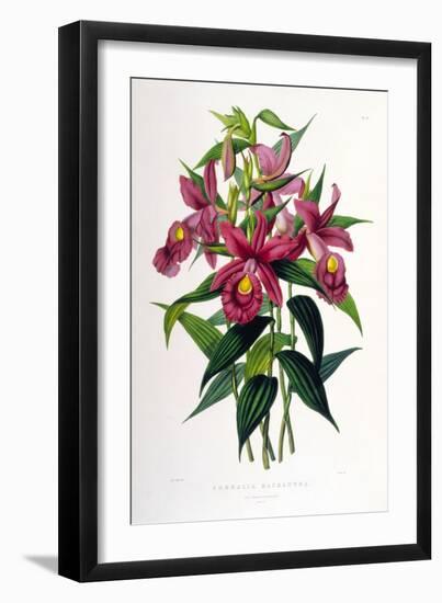 Sobralia Macrantha-Porter Design-Framed Giclee Print