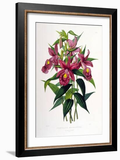 Sobralia Macrantha-Porter Design-Framed Giclee Print