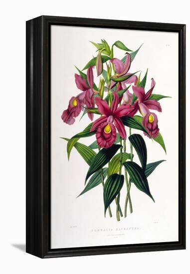 Sobralia Macrantha-Porter Design-Framed Premier Image Canvas