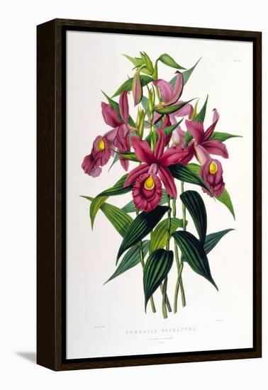 Sobralia Macrantha-Porter Design-Framed Premier Image Canvas