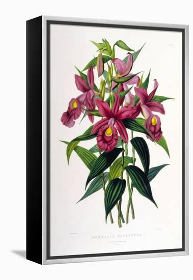 Sobralia Macrantha-Porter Design-Framed Premier Image Canvas