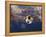 Soccer Ball Going Into Goal Net-Randy Faris-Framed Premier Image Canvas