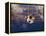 Soccer Ball Going Into Goal Net-Randy Faris-Framed Premier Image Canvas