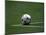Soccer Ball in Corner Kick Position-Paul Sutton-Mounted Photographic Print