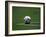 Soccer Ball in Corner Kick Position-Paul Sutton-Framed Photographic Print