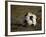 Soccer Ball in Net-null-Framed Photographic Print