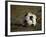 Soccer Ball in Net-null-Framed Photographic Print