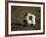 Soccer Ball in Net-null-Framed Photographic Print