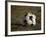 Soccer Ball in Net-null-Framed Photographic Print