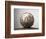 Soccer ball-Paul Taylor-Framed Photographic Print