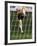 Soccer Player Kicking a Soccer Ball-null-Framed Photographic Print