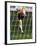 Soccer Player Kicking a Soccer Ball-null-Framed Photographic Print