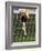 Soccer Player Kicking a Soccer Ball-null-Framed Photographic Print