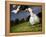 Soccer Player Kicking Ball-Randy Faris-Framed Premier Image Canvas