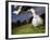 Soccer Player Kicking Ball-Randy Faris-Framed Photographic Print