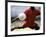 Soccer Player Preparing to Kick Ball-null-Framed Photographic Print