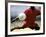 Soccer Player Preparing to Kick Ball-null-Framed Photographic Print