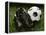 Soccer Still Life-null-Framed Premier Image Canvas