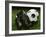 Soccer Still Life-null-Framed Photographic Print