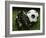 Soccer Still Life-null-Framed Photographic Print