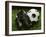 Soccer Still Life-null-Framed Photographic Print