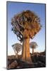 Sociable weaver nest in quiver tree Quiver tree forest, Keetmanshoop, Namibia-Ann & Steve Toon-Mounted Photographic Print