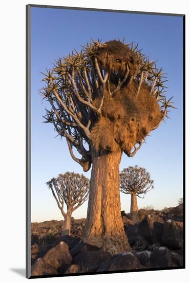 Sociable weaver nest in quiver tree Quiver tree forest, Keetmanshoop, Namibia-Ann & Steve Toon-Mounted Photographic Print