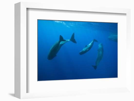 Social Behavior of Sperm Whale-Reinhard Dirscherl-Framed Photographic Print