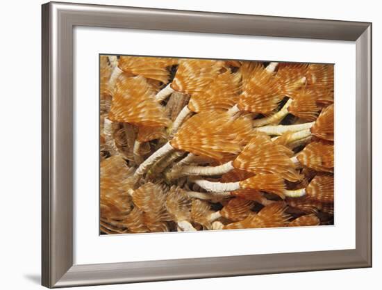 Social Feather Duster Worm (Bispira Brunnea) Cancun National Park, Caribbean Sea, Mexico, July-Claudio Contreras-Framed Photographic Print