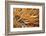 Social Feather Duster Worm (Bispira Brunnea) Cancun National Park, Caribbean Sea, Mexico, July-Claudio Contreras-Framed Photographic Print