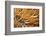 Social Feather Duster Worm (Bispira Brunnea) Cancun National Park, Caribbean Sea, Mexico, July-Claudio Contreras-Framed Photographic Print