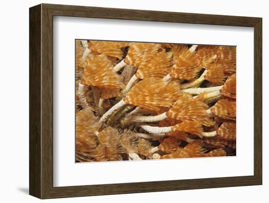 Social Feather Duster Worm (Bispira Brunnea) Cancun National Park, Caribbean Sea, Mexico, July-Claudio Contreras-Framed Photographic Print