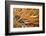 Social Feather Duster Worm (Bispira Brunnea) Cancun National Park, Caribbean Sea, Mexico, July-Claudio Contreras-Framed Photographic Print