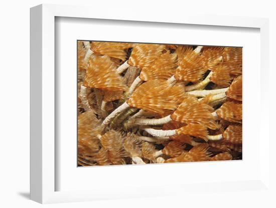 Social Feather Duster Worm (Bispira Brunnea) Cancun National Park, Caribbean Sea, Mexico, July-Claudio Contreras-Framed Photographic Print