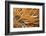 Social Feather Duster Worm (Bispira Brunnea) Cancun National Park, Caribbean Sea, Mexico, July-Claudio Contreras-Framed Photographic Print