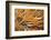 Social Feather Duster Worm (Bispira Brunnea) Cancun National Park, Caribbean Sea, Mexico, July-Claudio Contreras-Framed Photographic Print